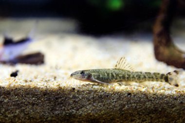 Taş loach (Barbatula barbatula) tatlı su ışın yüzgeçli balık
