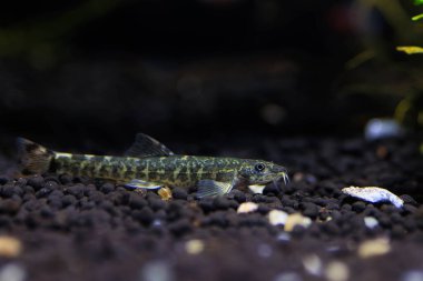Taş loach (Barbatula barbatula) tatlı su ışın yüzgeçli balık