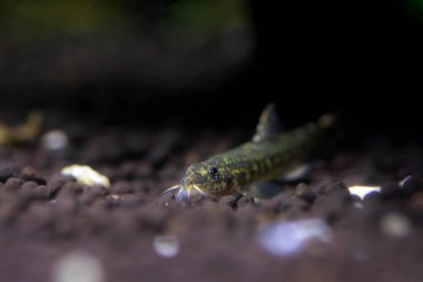 Taş loach (Barbatula barbatula) tatlı su ışın yüzgeçli balık