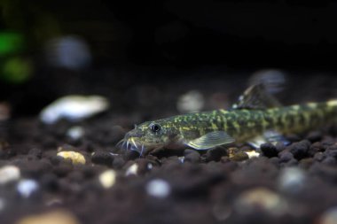 Taş loach (Barbatula barbatula) tatlı su ışın yüzgeçli balık