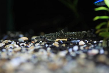 Taş loach (Barbatula barbatula) tatlı su ışın yüzgeçli balık
