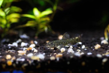 Taş loach (Barbatula barbatula) tatlı su ışın yüzgeçli balık