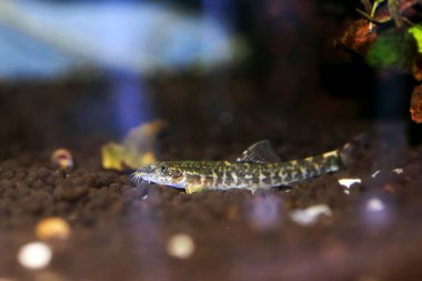 Taş loach (Barbatula barbatula) tatlı su ışın yüzgeçli balık