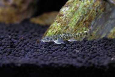 Taş loach (Barbatula barbatula) tatlı su ışın yüzgeçli balık