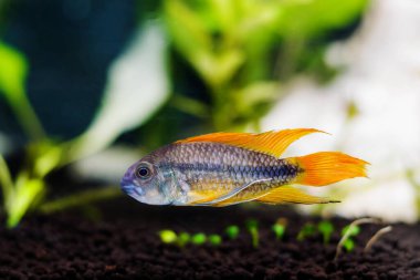 Cockatoo dwarf cichlid fish - Apistogramma cacatuoides