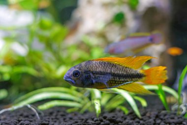 Kakadu cüce ciclid balığı - Apistogramma cacatuoides