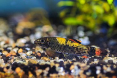 Panda garra freshwater fish - Garra flavatra