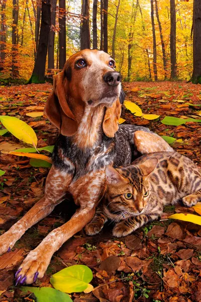 Bengal cat and mixed bred of German shorthaired pointer, photoshoot in studio.