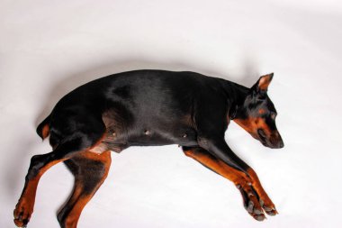 Stüdyo arka planında safkan bir doberman köpeğinin portresi.