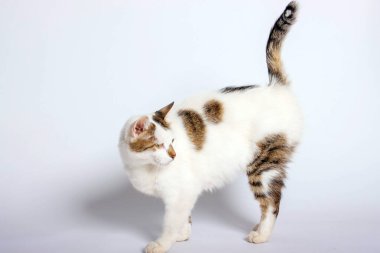 Ev kedisi profesyonel evcil hayvan stüdyosunda fotoğraf çekiyor.