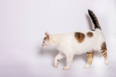 Ev kedisi profesyonel evcil hayvan stüdyosunda fotoğraf çekiyor.