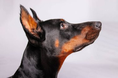 Stüdyo arka planında safkan bir doberman köpeğinin portresi.