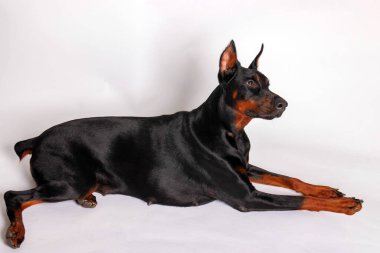 Stüdyo arka planında safkan bir doberman köpeğinin portresi.