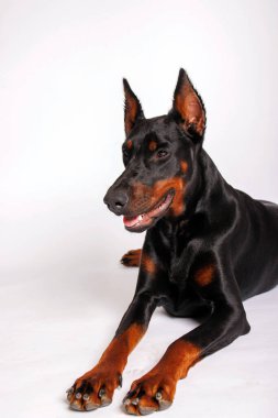 Stüdyo arka planında safkan bir doberman köpeğinin portresi.