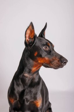 Stüdyo arka planında safkan bir doberman köpeğinin portresi.