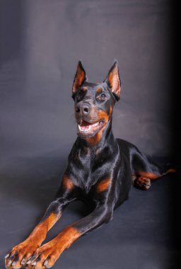 Stüdyo arka planında safkan bir doberman köpeğinin portresi.