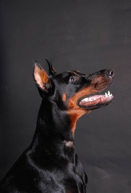 Stüdyo arka planında safkan bir doberman köpeğinin portresi.