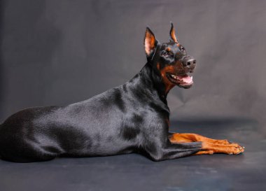 Stüdyo arka planında safkan bir doberman köpeğinin portresi.