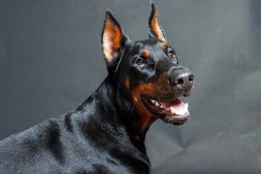 Stüdyo arka planında safkan bir doberman köpeğinin portresi.