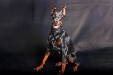 Stüdyo arka planında safkan bir doberman köpeğinin portresi.