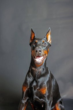 Stüdyo arka planında safkan bir doberman köpeğinin portresi.