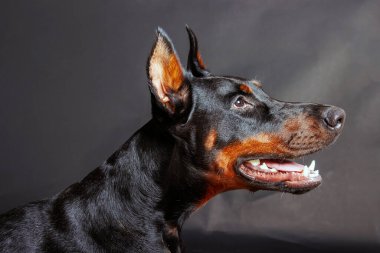 Stüdyo arka planında safkan bir doberman köpeğinin portresi.