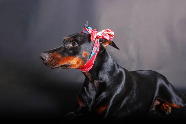 Portrait of a purebred doberman dog on a studio background