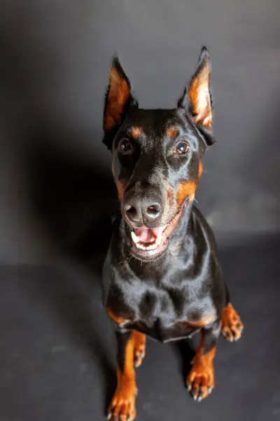 Portrait of a purebred doberman dog on a studio background