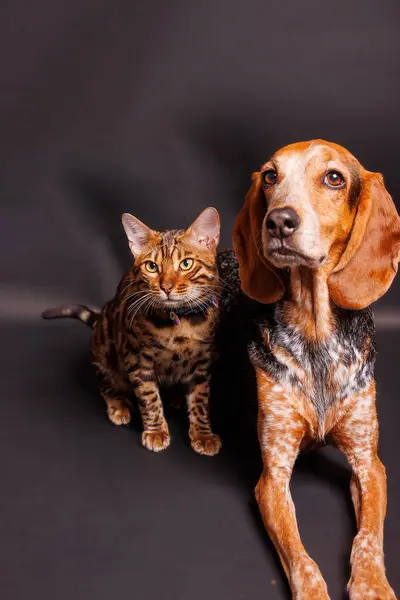 Γάτα Βεγγάλης Και Μικτή Εκτροφή Γερμανικού Κοντόφθαλμου Δείκτη Φωτογράφηση Στο Εικόνα Αρχείου