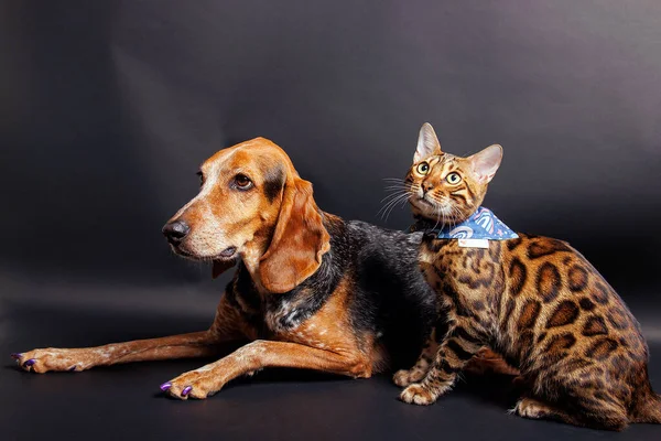 Γάτα Βεγγάλης Και Μικτή Εκτροφή Γερμανικού Κοντόφθαλμου Δείκτη Φωτογράφηση Στο Φωτογραφία Αρχείου