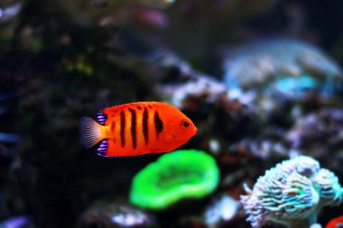 Alev melekbalığı - (Centropyge loricula)