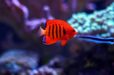 The flame angelfish - (Centropyge loricula) clipart