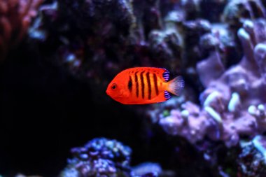 Alev melekbalığı - (Centropyge loricula)