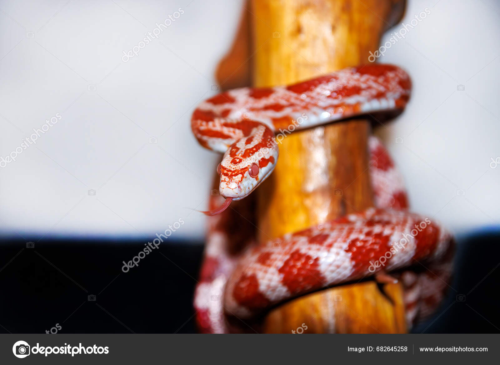 Handmade Miniature Corn Snake(hypo Sunkissed, Candycane, Coral Snow) - Etsy, image size:1600x1167