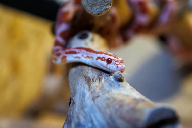 Albino mısır yılanı - (Pantherophis guttatus)