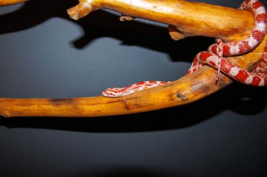 Albino mısır yılanı - (Pantherophis guttatus)