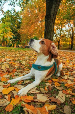 Sonbahar sahnesinde güzel av köpeği parka giriyor.