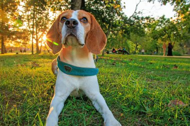 Sonbahar sahnesinde güzel av köpeği parka giriyor.