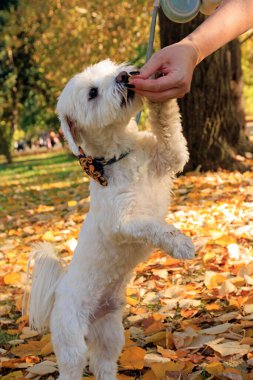 Beyaz Maltese köpeğiyle sonbahar sahnesi ve şehir parkında poz.