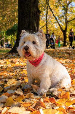 Batı Highland Beyaz Teriyeri sonbahar yapraklarıyla parkta oturuyor..