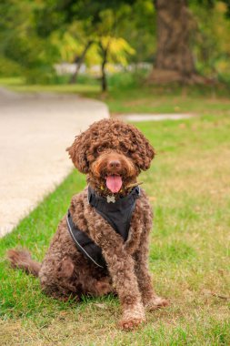 Sonbahar parkında çikolata renkli Romagnolo Lagotto. Bir köpeğin açık hava portresi.. 