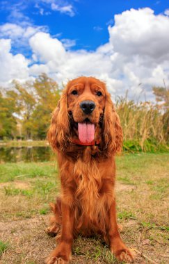 Parktaki yeşil çimlerin üzerinde kırmızı cocker spaniel köpek