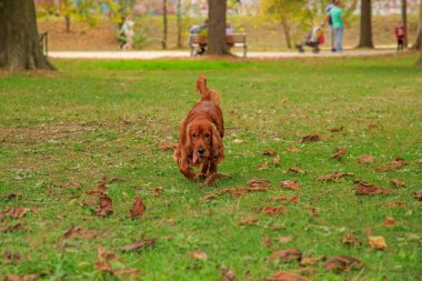 Parktaki yeşil çimlerin üzerinde kırmızı cocker spaniel köpek