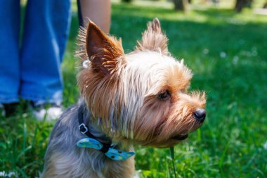 Yorkshire Teriyeri, nam-ı diğer Yorkie, teriyerlerin en küçüğü.
