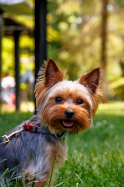 Yorkshire Teriyeri, nam-ı diğer Yorkie, teriyerlerin en küçüğü.