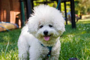 Güneşli bir günde parkta Bichon Frise köpeği.
