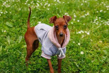 (Prag Ratter) En küçük köpek türü