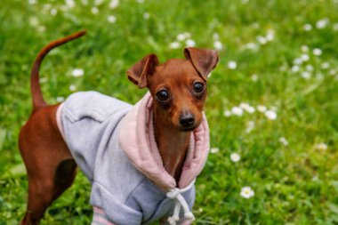 (Prag Ratter) En küçük köpek türü