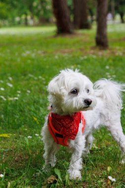 Beyaz Maltalı köpek şakacı ve şehir parkında poz veriyor.
