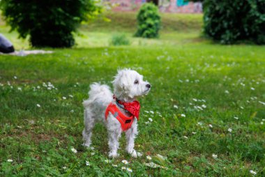 Beyaz Maltalı köpek şakacı ve şehir parkında poz veriyor.